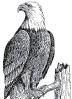 emperoreagle